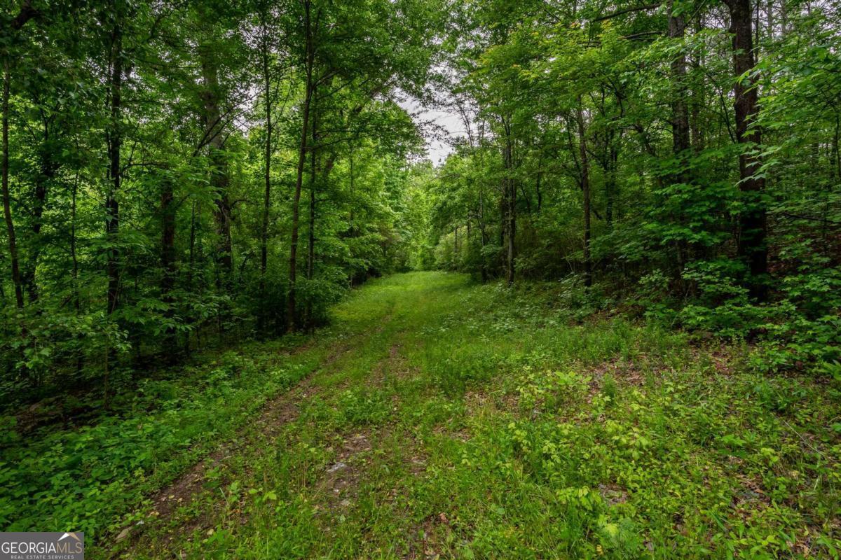 4.5-ac Hickory Flat Road Woodstock, GA 30188 - Photo 14 of 20 a view of a lush green forest