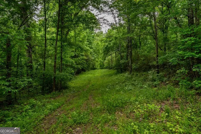 a view of a lush green forest