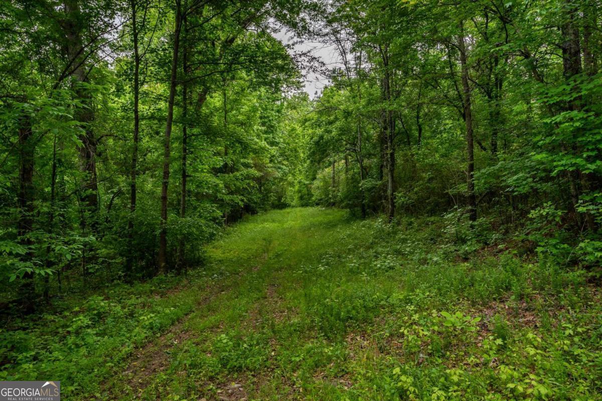 4.5-ac Hickory Flat Road Woodstock, GA 30188 - Photo 15 of 20 a view of a lush green forest