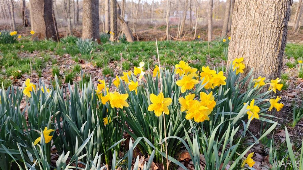 4828 Whitehead Road Hillsboro, MO 63050 - Photo 45 of 46