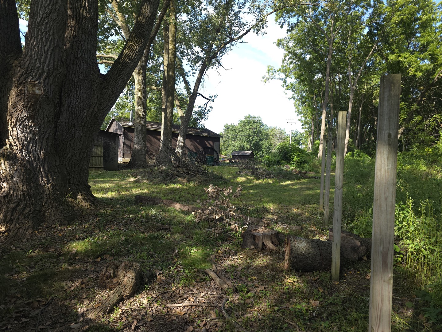 a view of a lush green forest