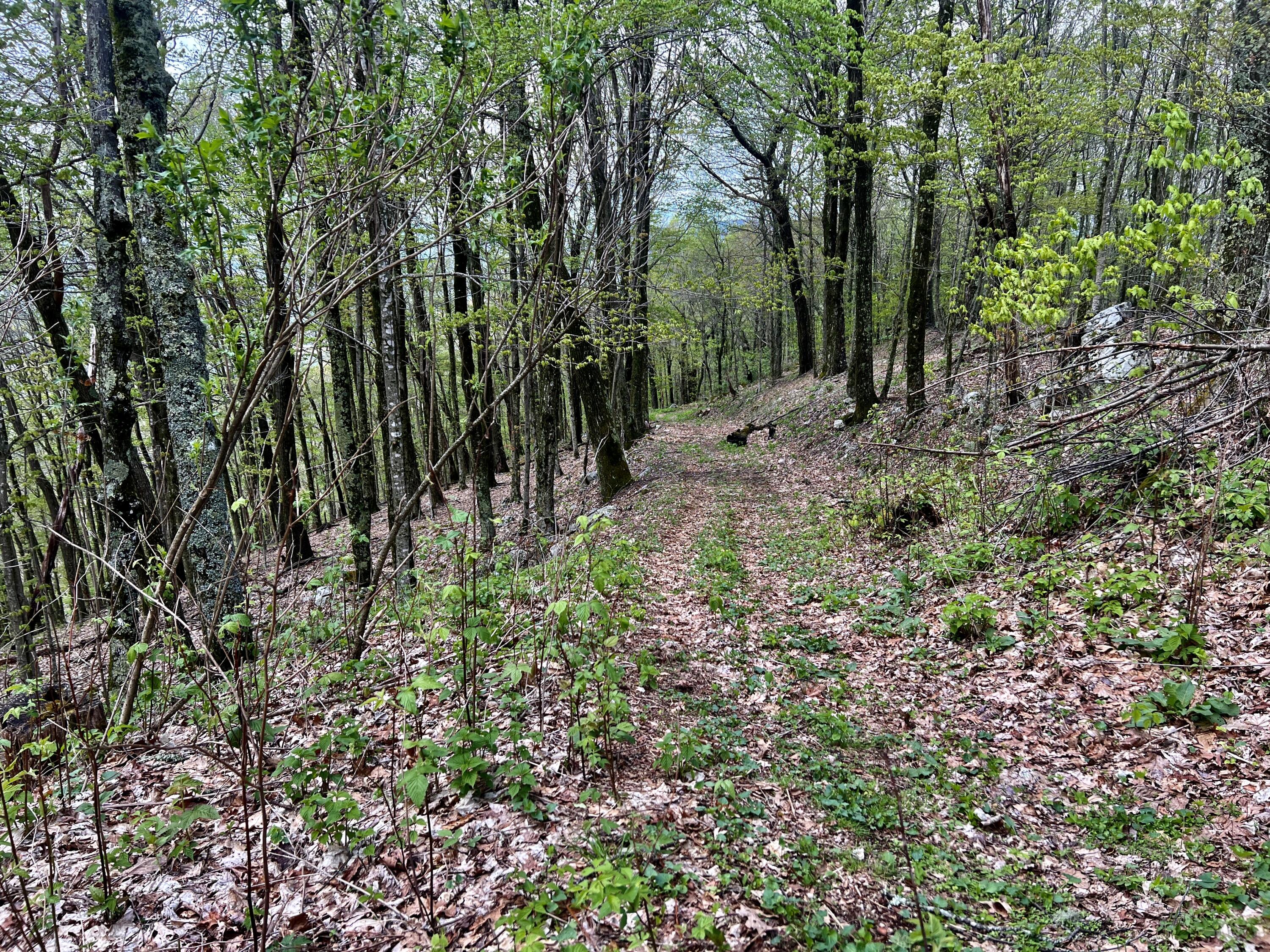 0 Stone Mountain Road Trade, TN 37691 - Photo 3 of 26 IMG_2549