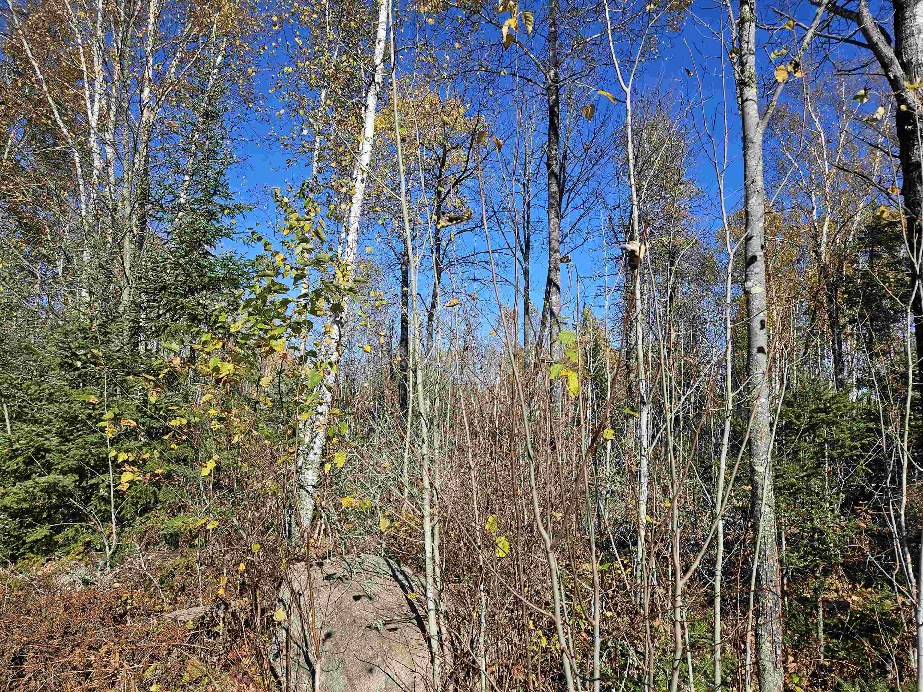 View of tree filled area