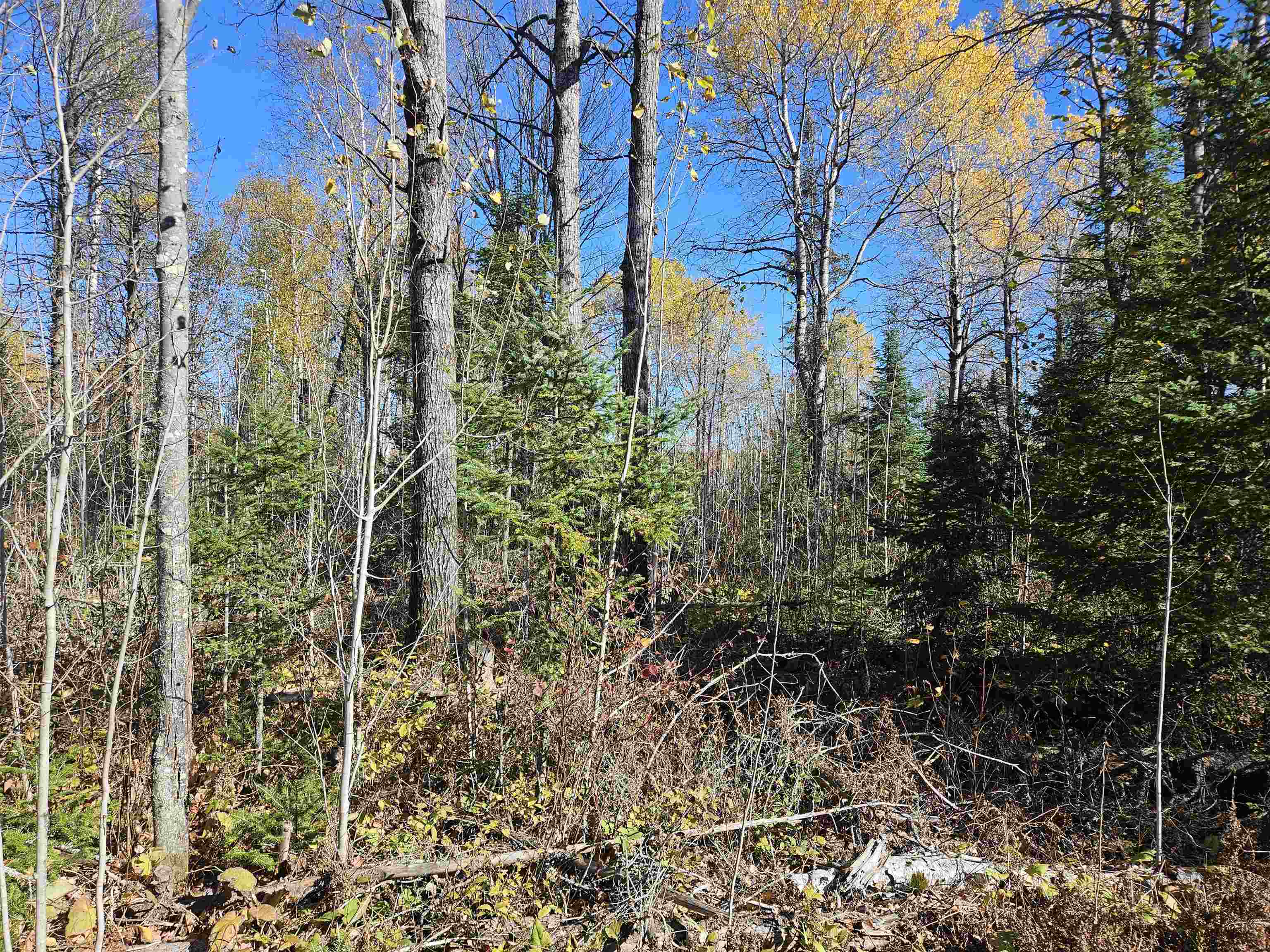 Xx Mattila Road Virginia, MN 55792 - Photo 3 of 4 View of undeveloped land