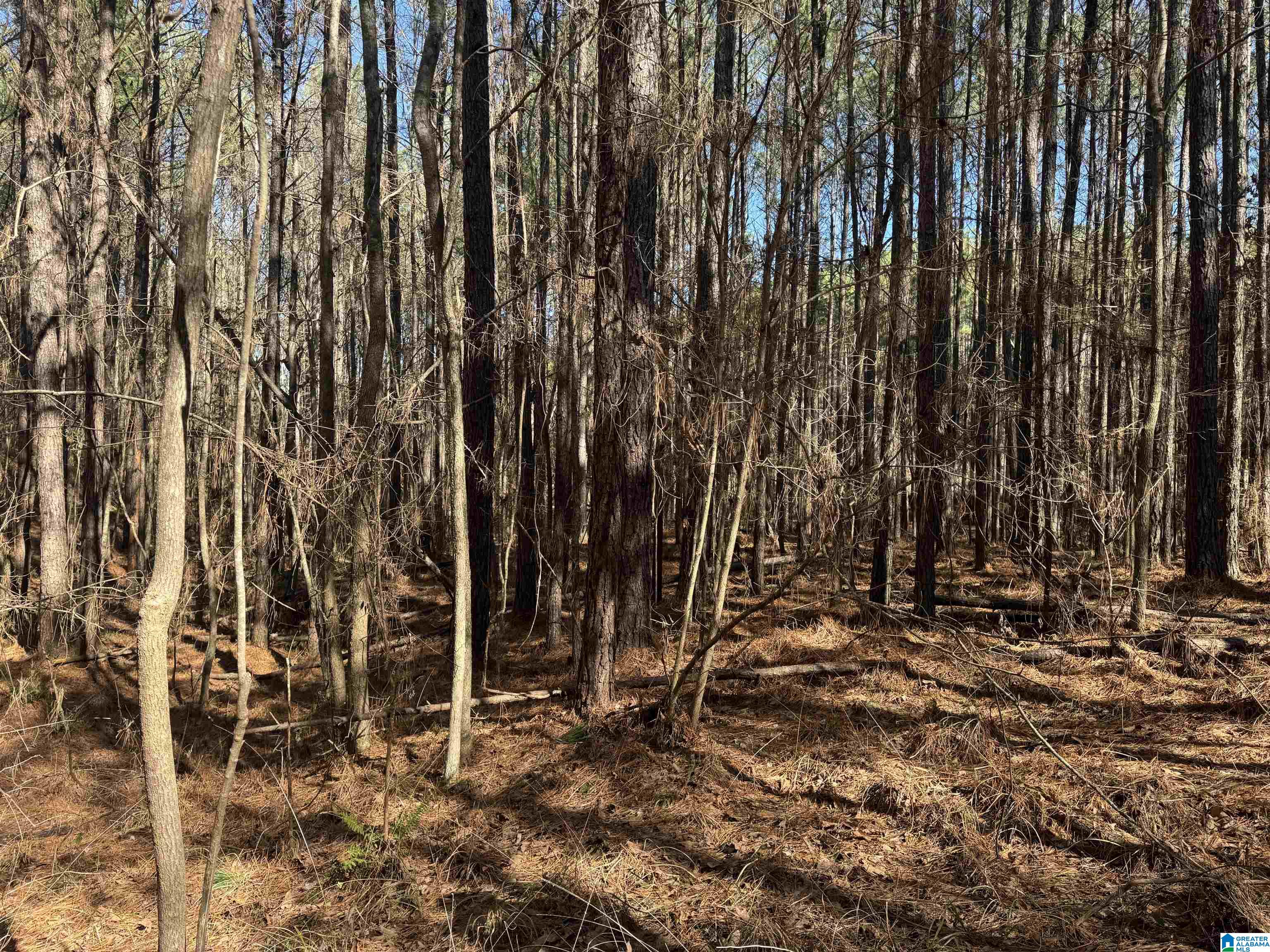 0 Booler Road Vance, AL 35490 - Photo 7 of 19