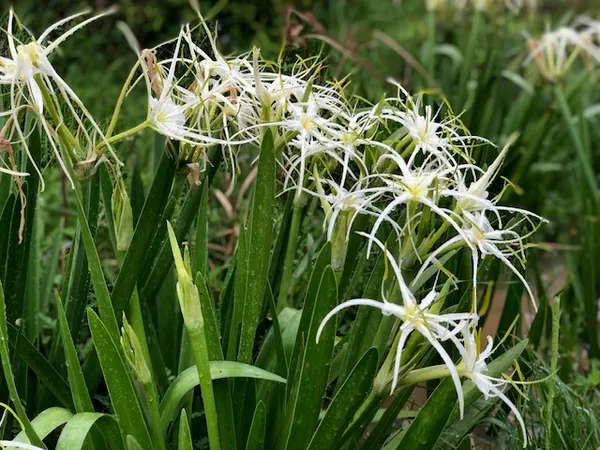 a close up of a plant in a garden