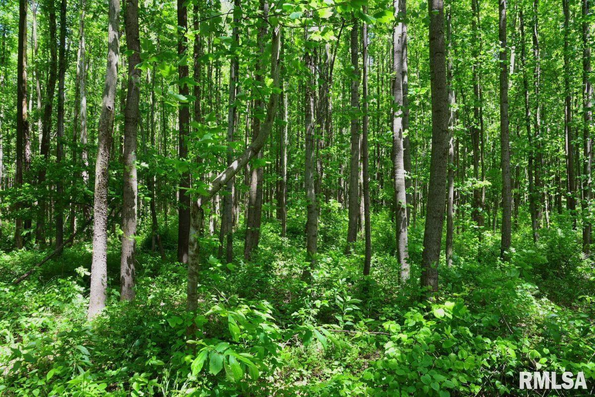 2 Robinson Hill Road Stonefort, IL 62987 - Photo 19 of 23