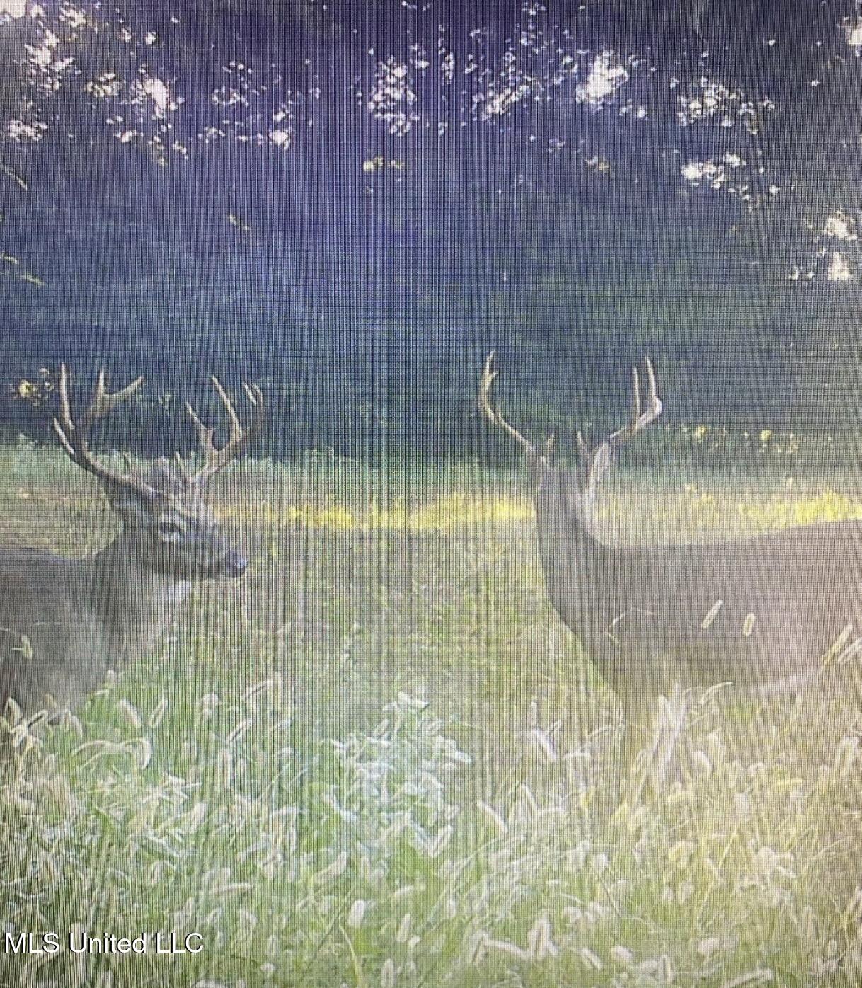 On Peyton Road Coldwater, MS 38618 - Photo 1 of 4 deer