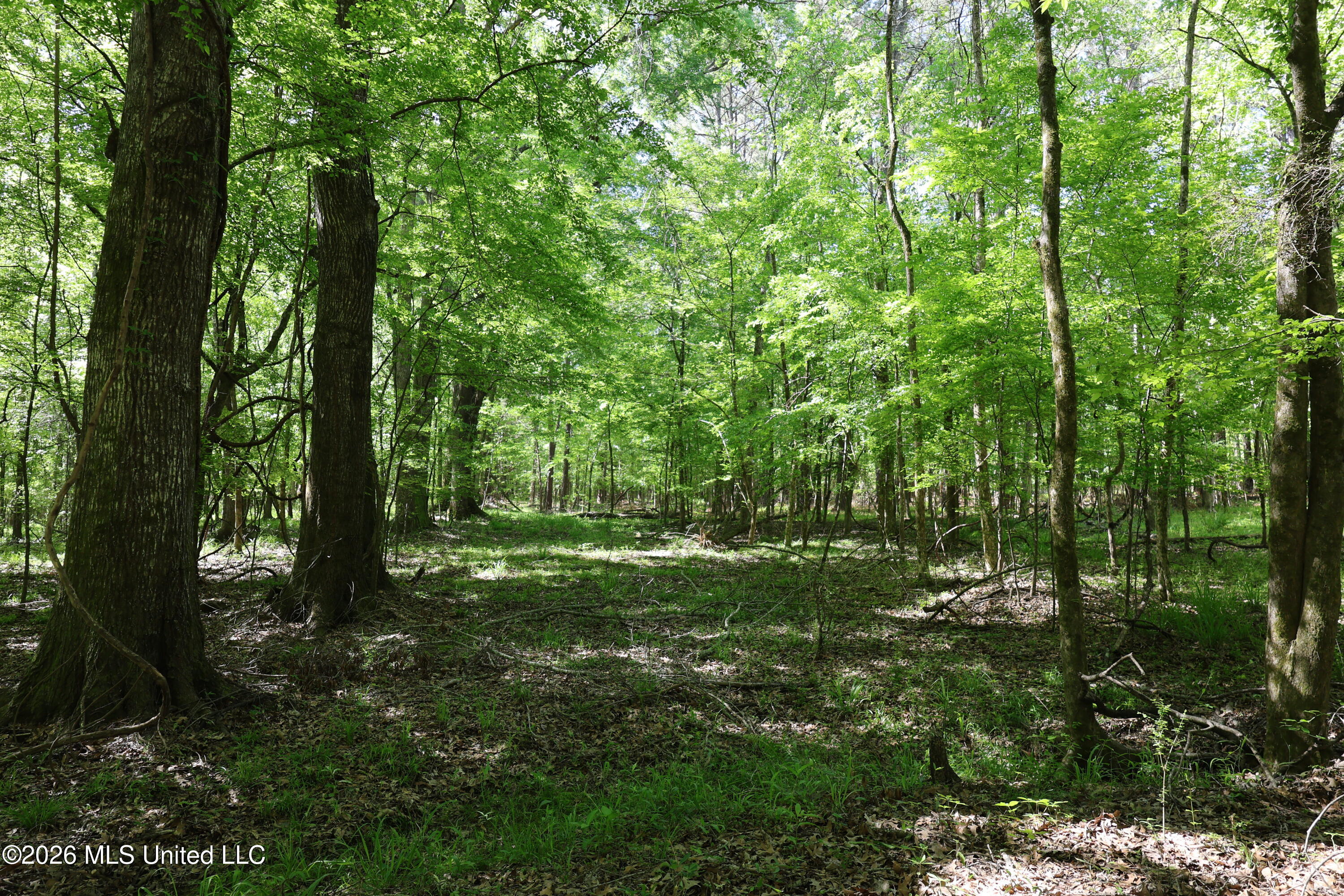 1060 Pearline Bailey Rd Port Port Gibson, MS 39150 - Photo 17 of 63 D908A5BE-5873-464E-B1BA-0DD2EF828058