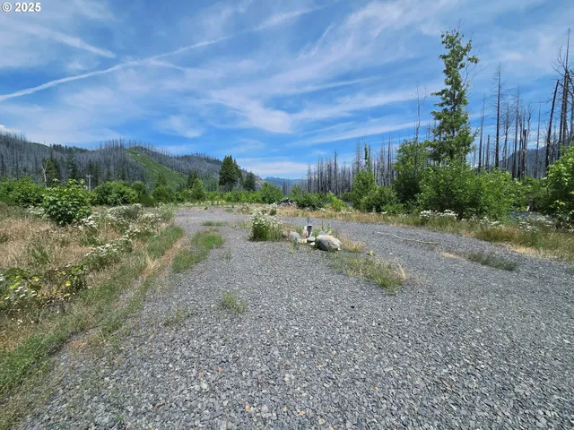 a view of dirt field with large trees