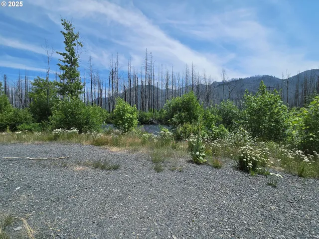 a view of a yard with plants and large trees
