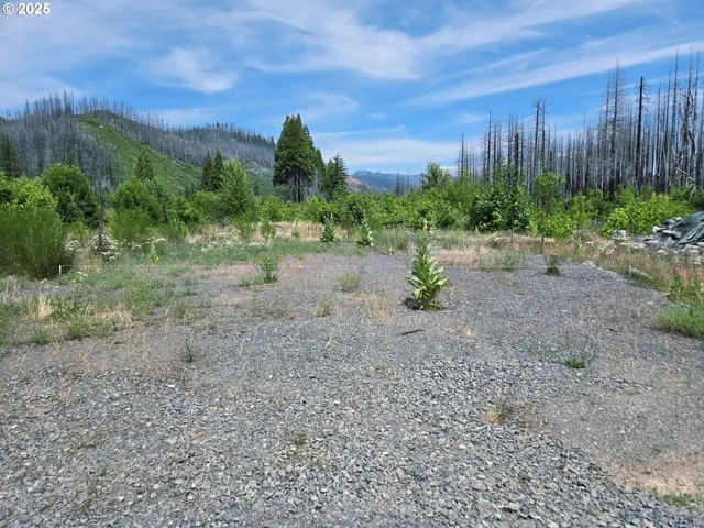 a view of a yard with plants and large trees