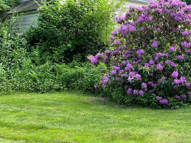 a view of a bunch of flowers