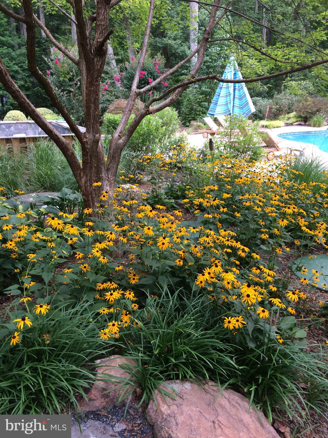 15818 Laughlin Lane Silver Spring, MD 20906 - Photo 51 of 60 Summer garden