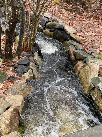 a view of a forest with lots of trees