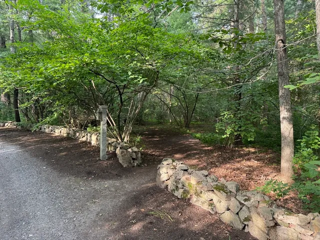 a view of a forest with trees in the background