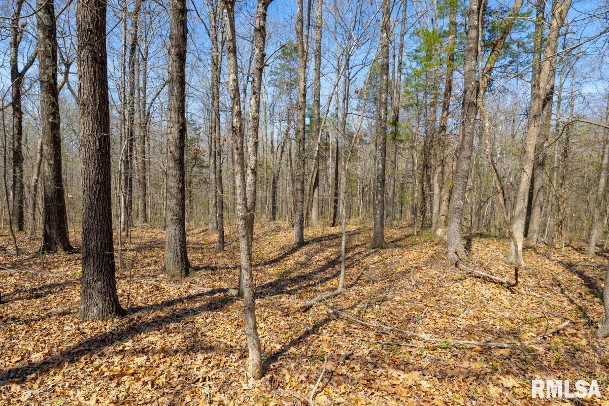 5504 Marion Road Metropolis, IL 62960 - Photo 43 of 62