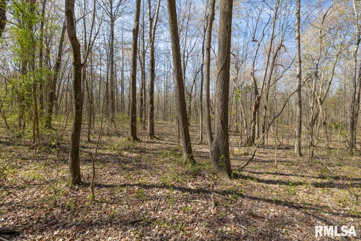 5504 Marion Road Metropolis, IL 62960 - Photo 44 of 62