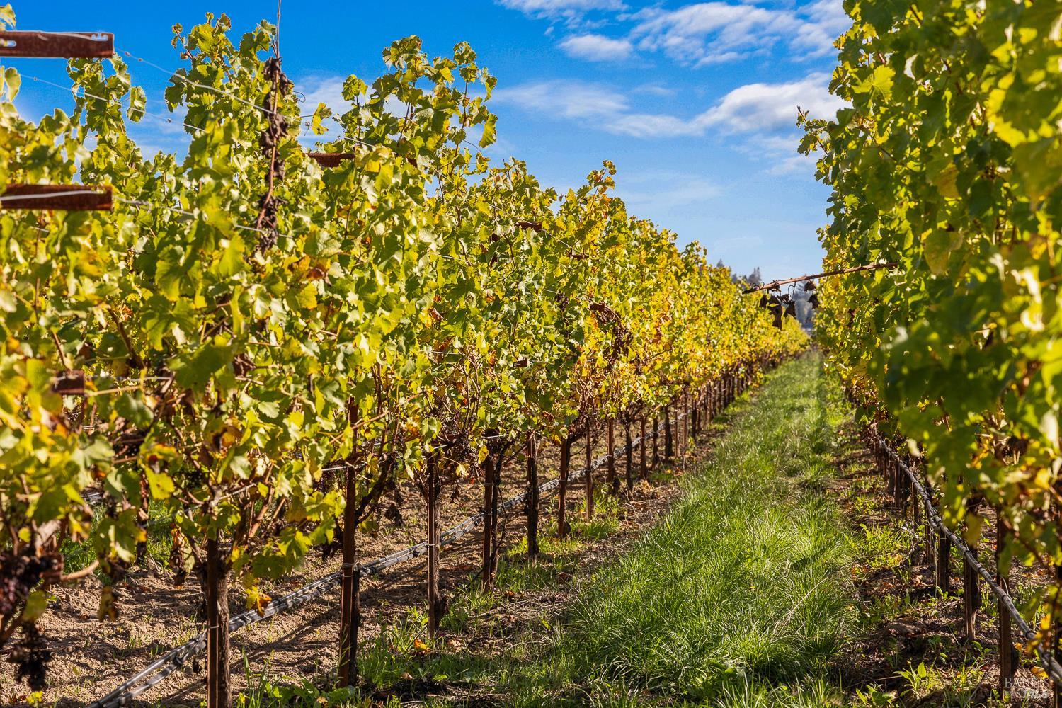636 Dry Creek Road Healdsburg, CA 95448 - Photo 9 of 18 a view of a bunch of trees
