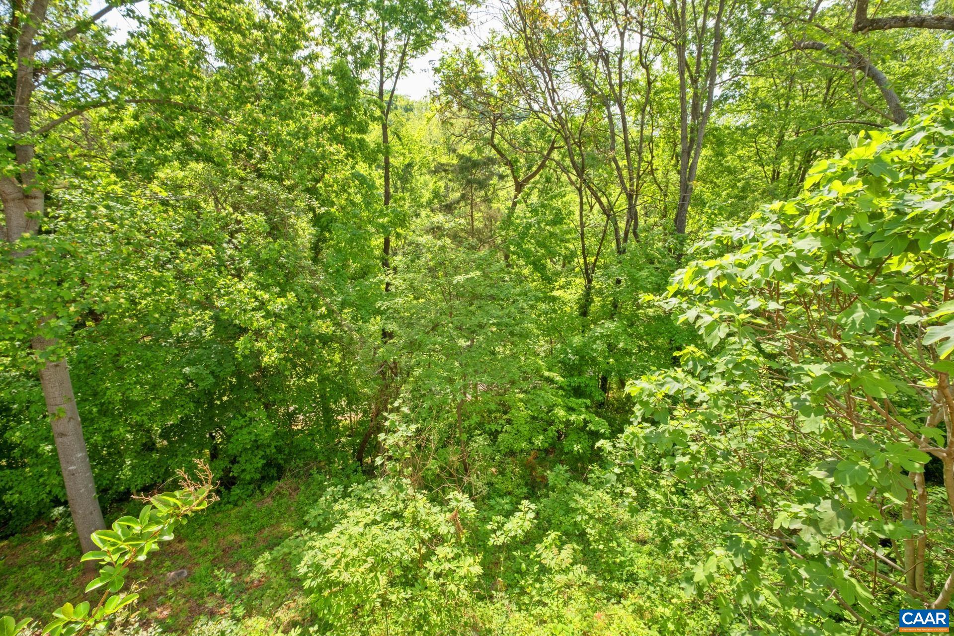 326 Riverside Avenue Charlottesville, VA 22902 - Photo 15 of 38 a view of a lush green forest