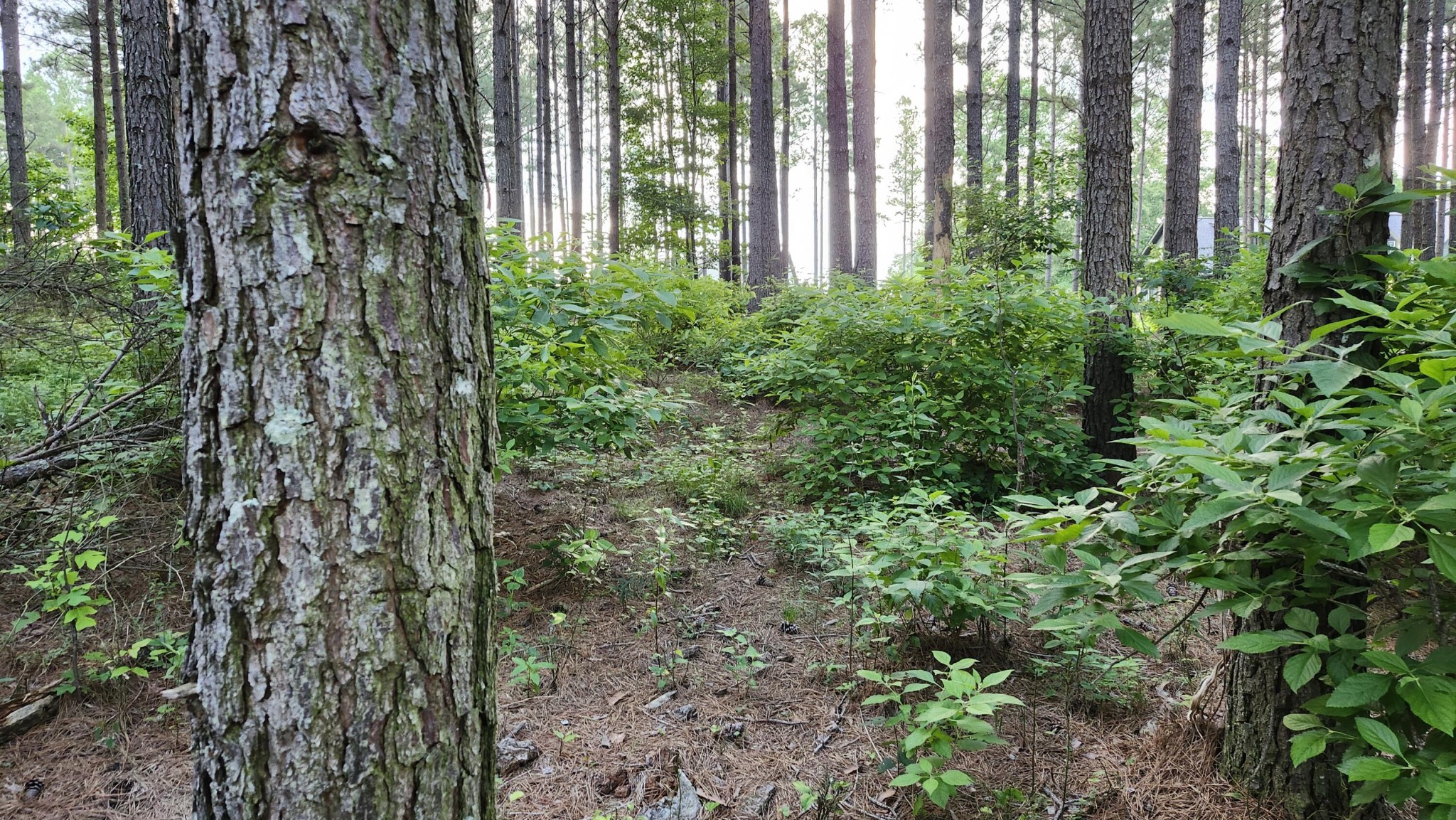 0 High Point Lane Jasper, TN 37347 - Photo 7 of 10 a close up of a plant in a garden