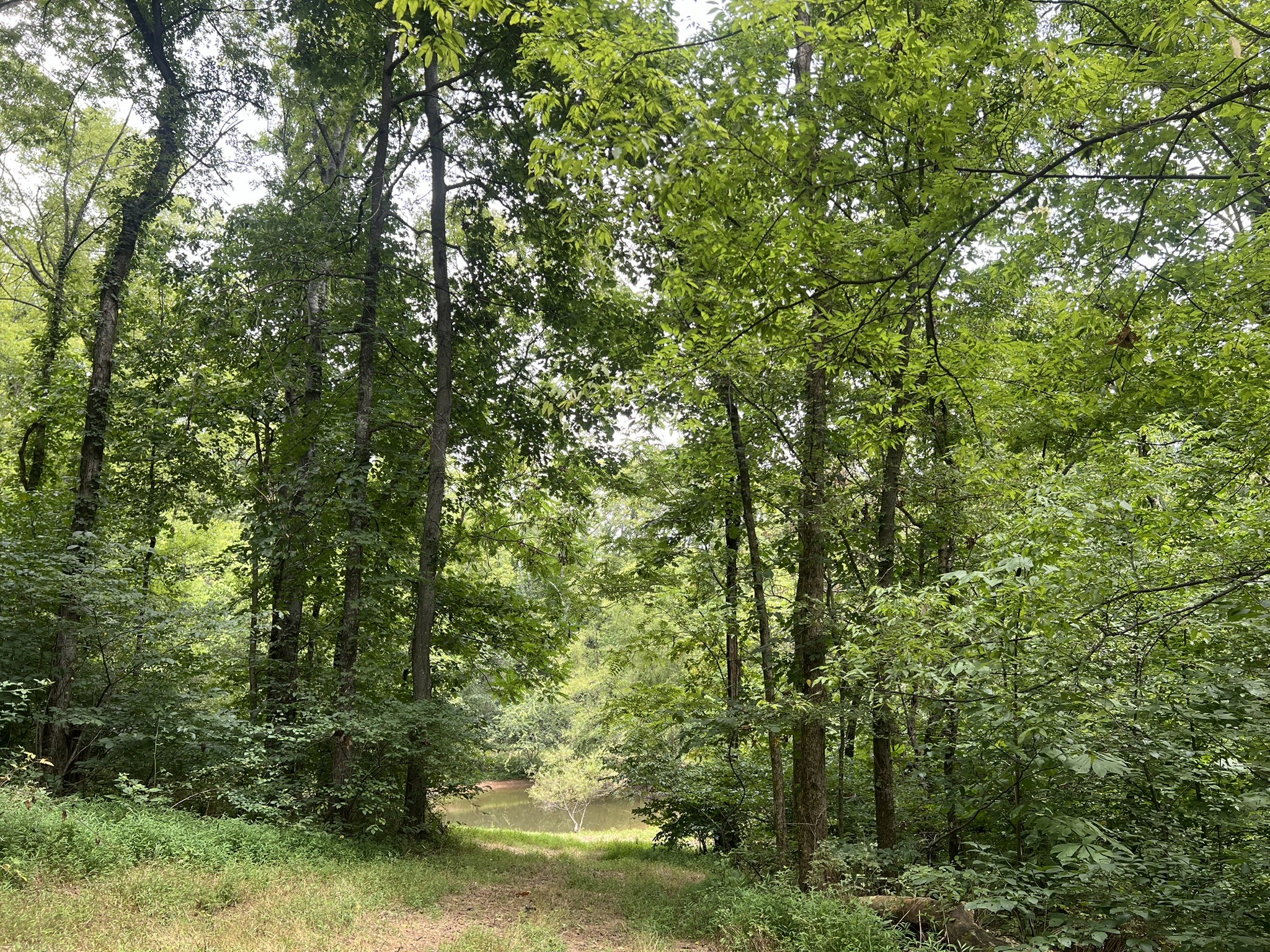 0 Tom Fitzgerald Road Columbia, TN 38401 - Photo 32 of 51 a view of a forest