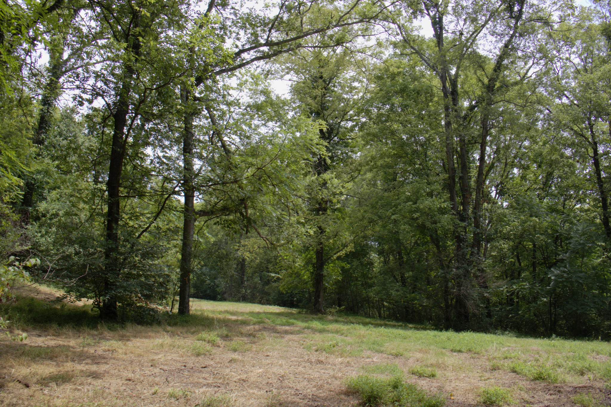 0 Tom Fitzgerald Road Columbia, TN 38401 - Photo 35 of 51 a view of an outdoor space