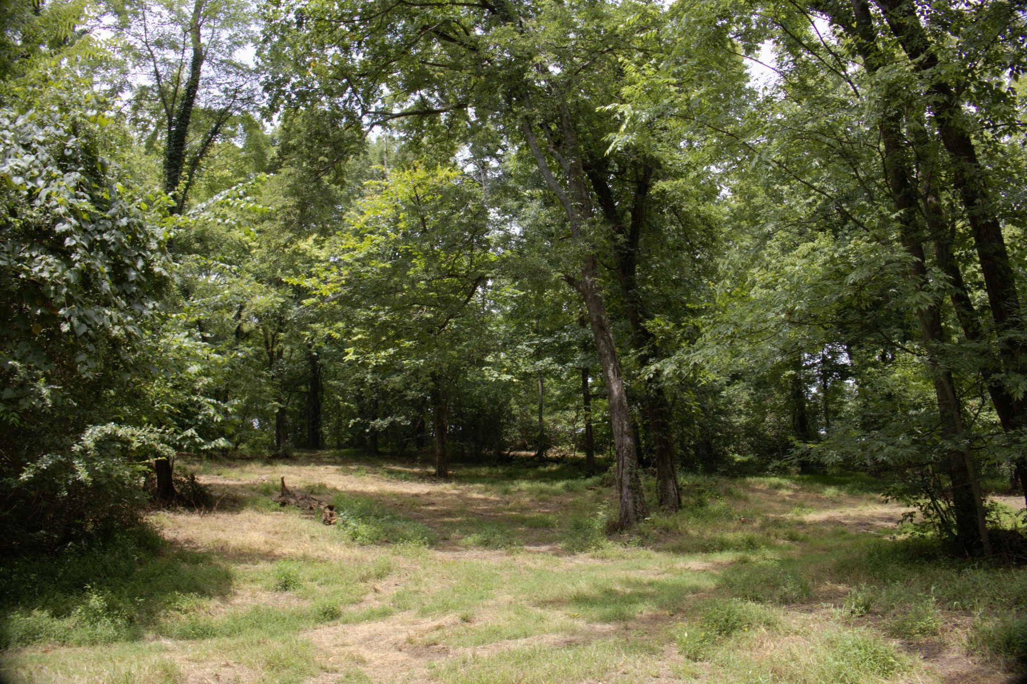 0 Tom Fitzgerald Road Columbia, TN 38401 - Photo 40 of 51 a view of a yard with large trees