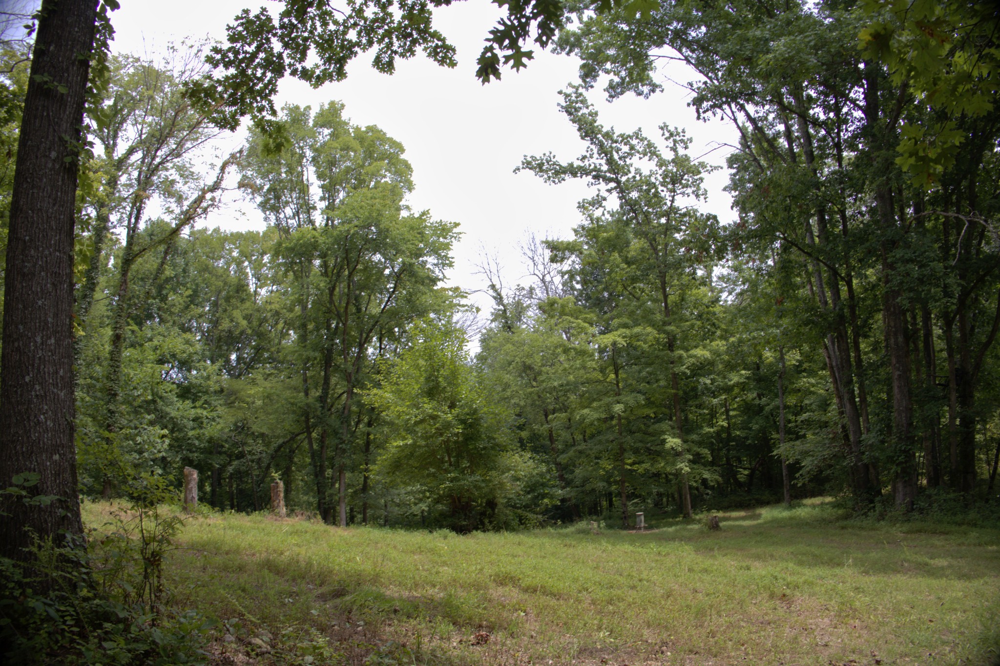 0 Tom Fitzgerald Road Columbia, TN 38401 - Photo 41 of 51 a view of outdoor space and yard