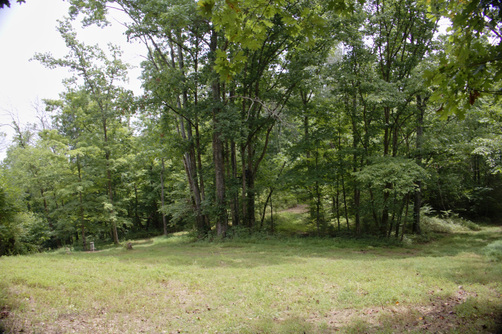 0 Tom Fitzgerald Road Columbia, TN 38401 - Photo 42 of 51 a view of backyard with green space