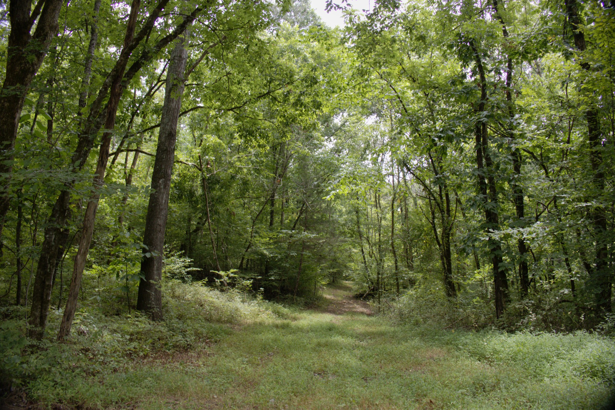 0 Tom Fitzgerald Road Columbia, TN 38401 - Photo 43 of 51 a view of a forest with trees in the background