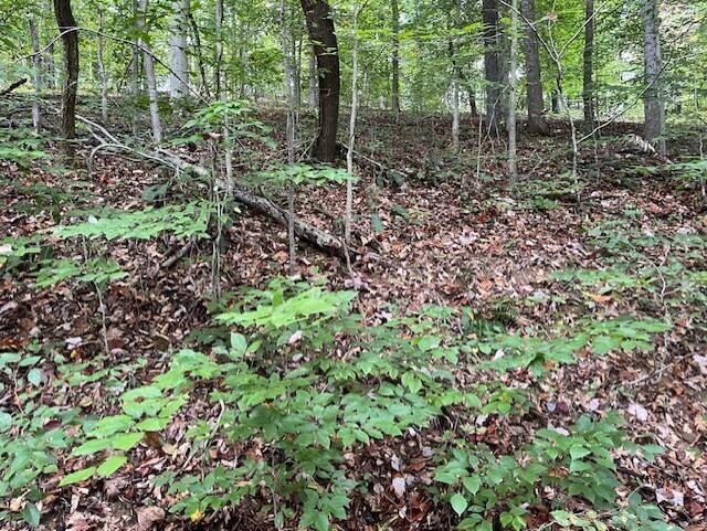 23875 Mathias Road South Bloomingville, OH 43152 - Photo 47 of 89 thumbnail_IMG_8884