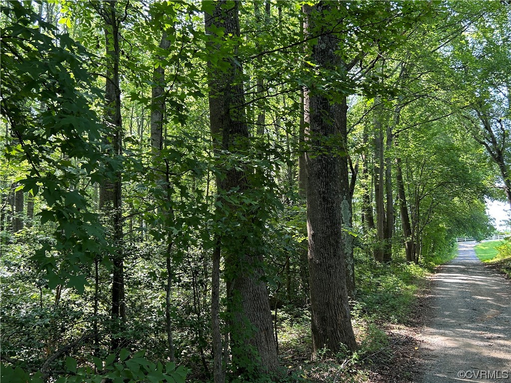 0 Whitehall Road Sandy Hook, VA 23153 - Photo 14 of 16 a view of a forest with trees