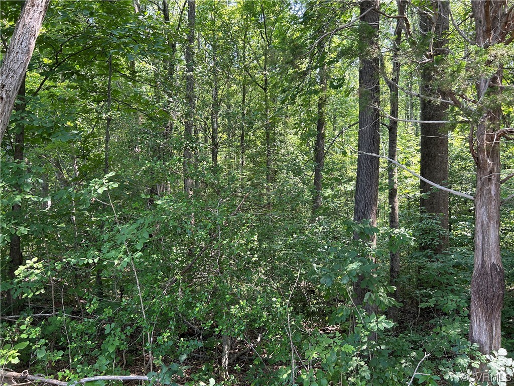 0 Whitehall Road Sandy Hook, VA 23153 - Photo 8 of 16 a view of a forest with trees