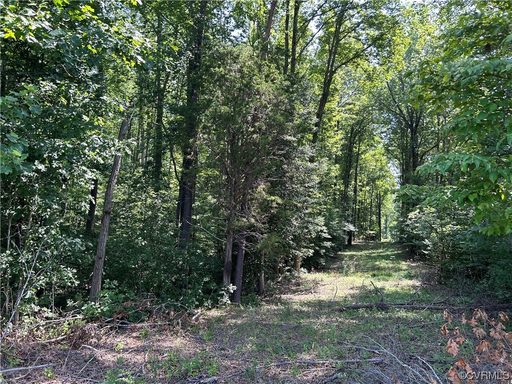0 Whitehall Road Sandy Hook, VA 23153 - Photo 9 of 16 a big yard with lots of green space and trees
