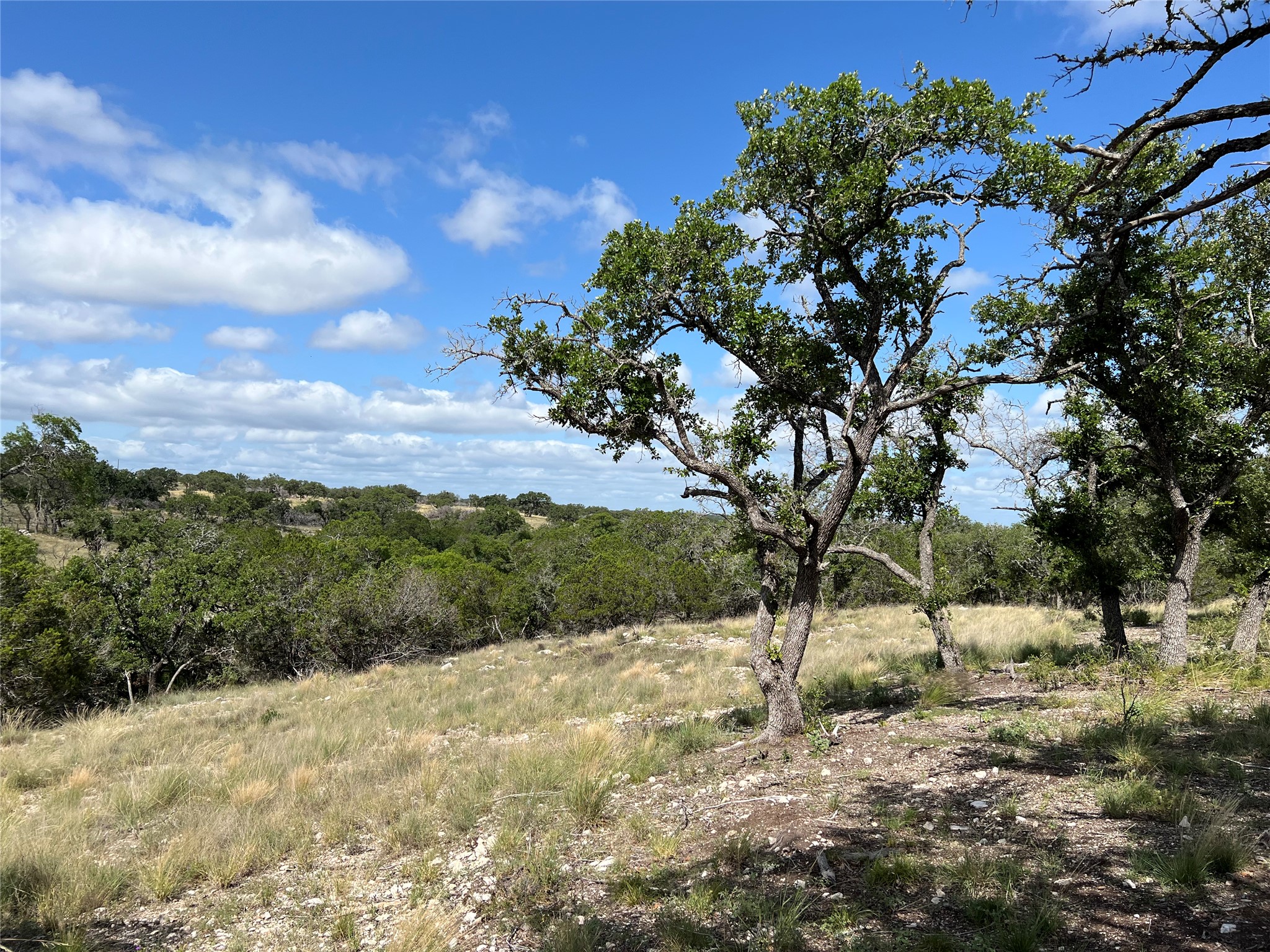 Lot 80 Seven Springs Ranch Junction Junction, TX 76849 - Photo 2 of 17 a view of a yard with a tree