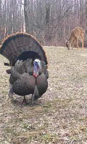 $299,900 | 8227 Freeman Road, Boonville, NY 13309