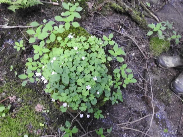 $299,900 | 8227 Freeman Road, Boonville, NY 13309