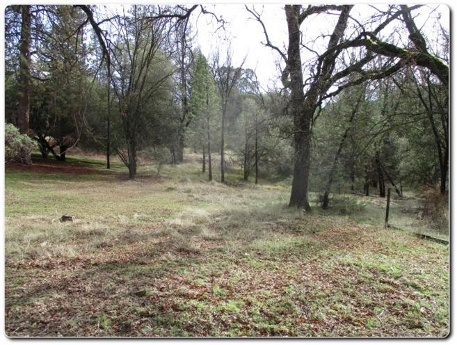 40367 Redbud Drive Oakhurst, CA 93644 - Photo 14 of 15 a view of a forest with trees in the background