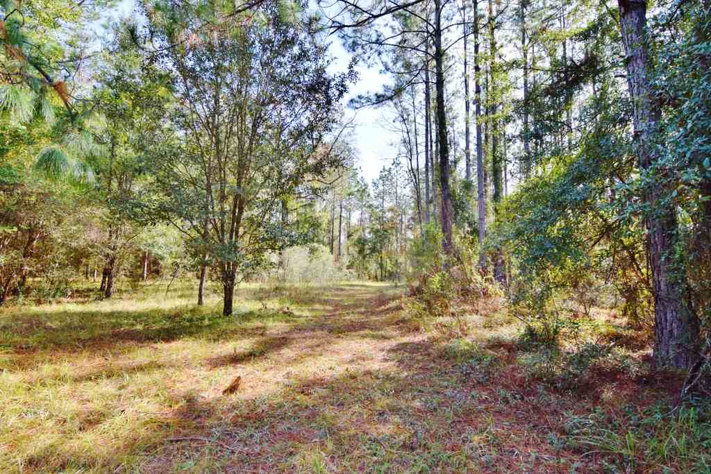 984 Oak Ridge Road East Tallahassee, FL 32305 - Photo 3 of 36