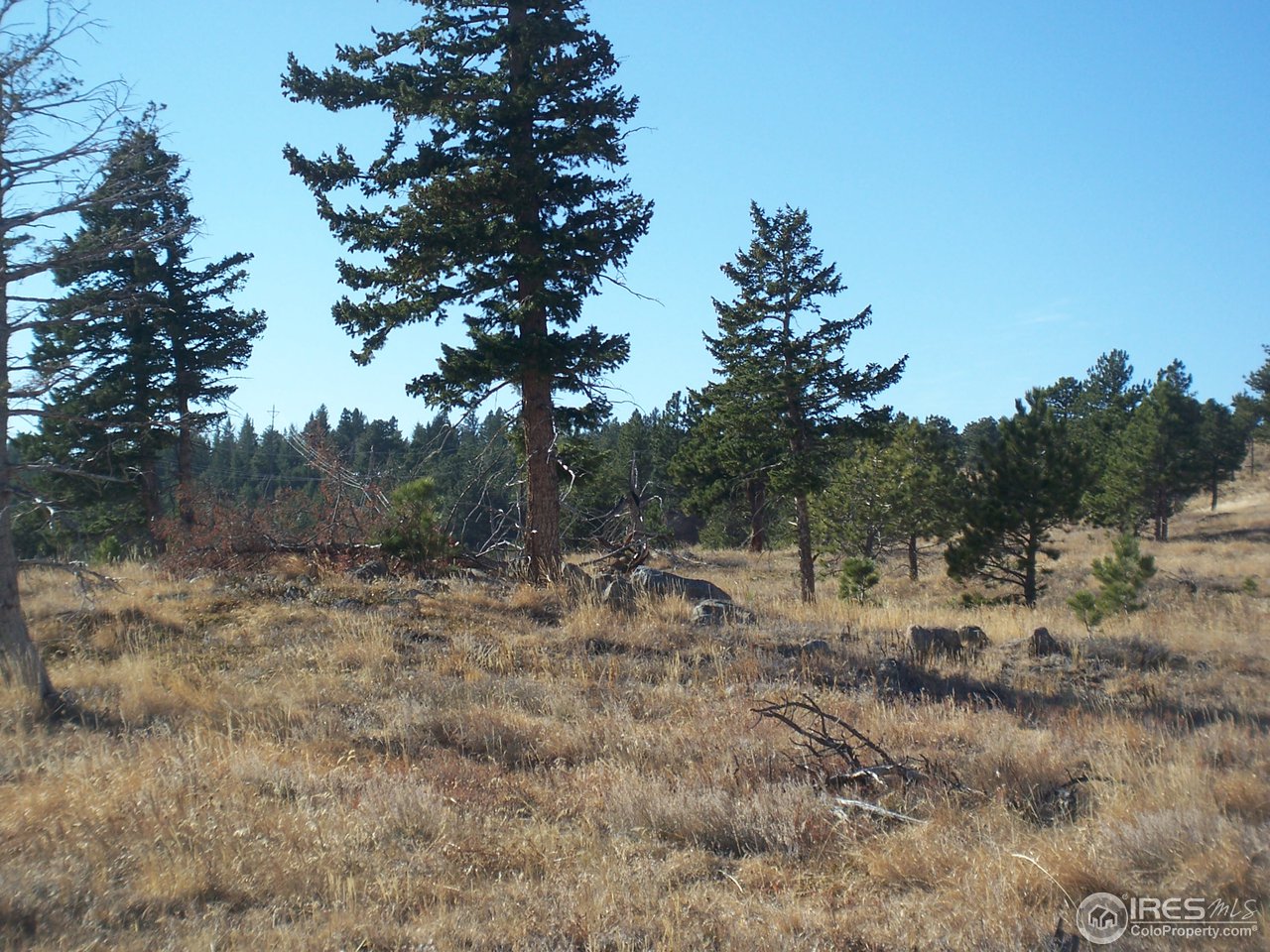 555 Labelle Road Boulder, CO 80302 - Photo 1 of 6 a view of a forest with lots of trees