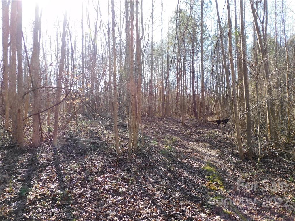 0 Ferguson Farm Road York, SC 29745 - Photo 16 of 18 a view of a yard with large trees