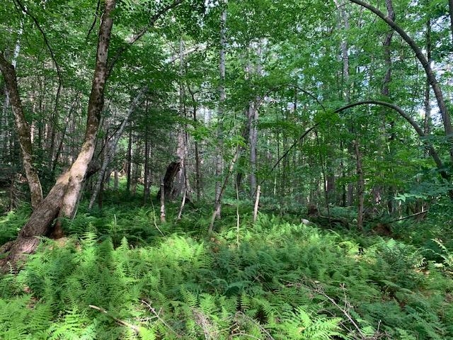 11 Old County Road West Landgrove, VT 05148 - Photo 1 of 14