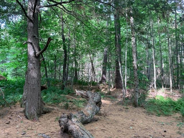11 Old County Road West Landgrove, VT 05148 - Photo 4 of 14