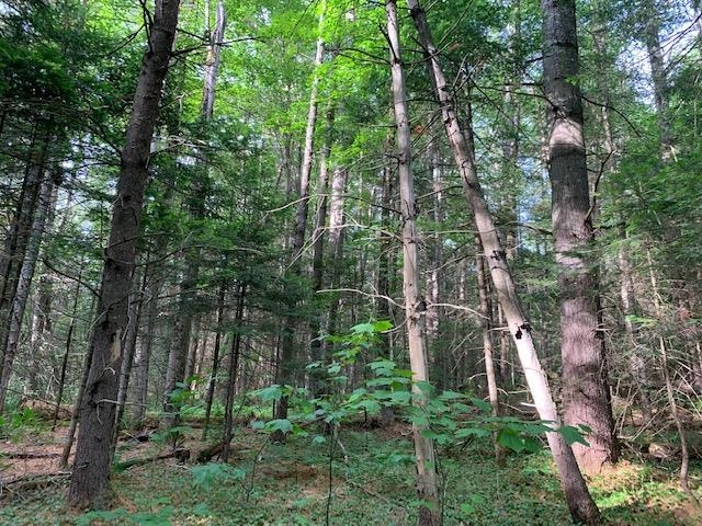 11 Old County Road West Landgrove, VT 05148 - Photo 5 of 14