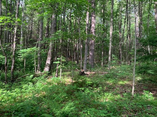 11 Old County Road West Landgrove, VT 05148 - Photo 8 of 14