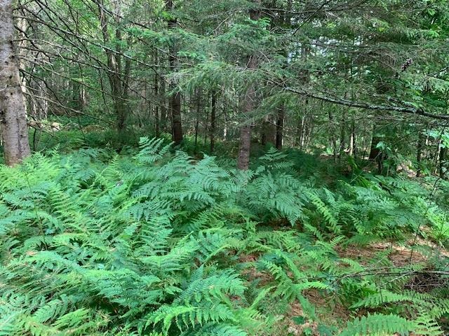 11 Old County Road West Landgrove, VT 05148 - Photo 9 of 14
