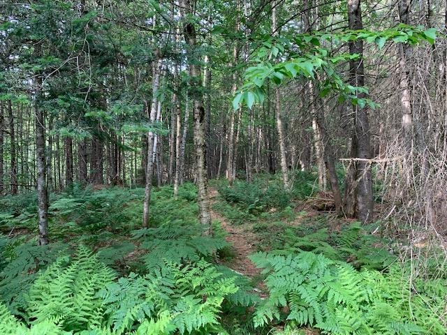 11 Old County Road West Landgrove, VT 05148 - Photo 10 of 14