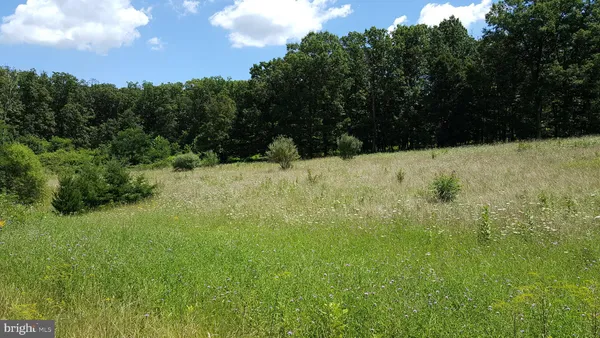 a view of a yard