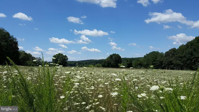 a view of a bunch of trees and cars